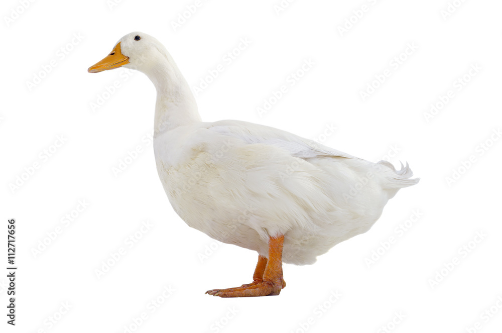 duck duck