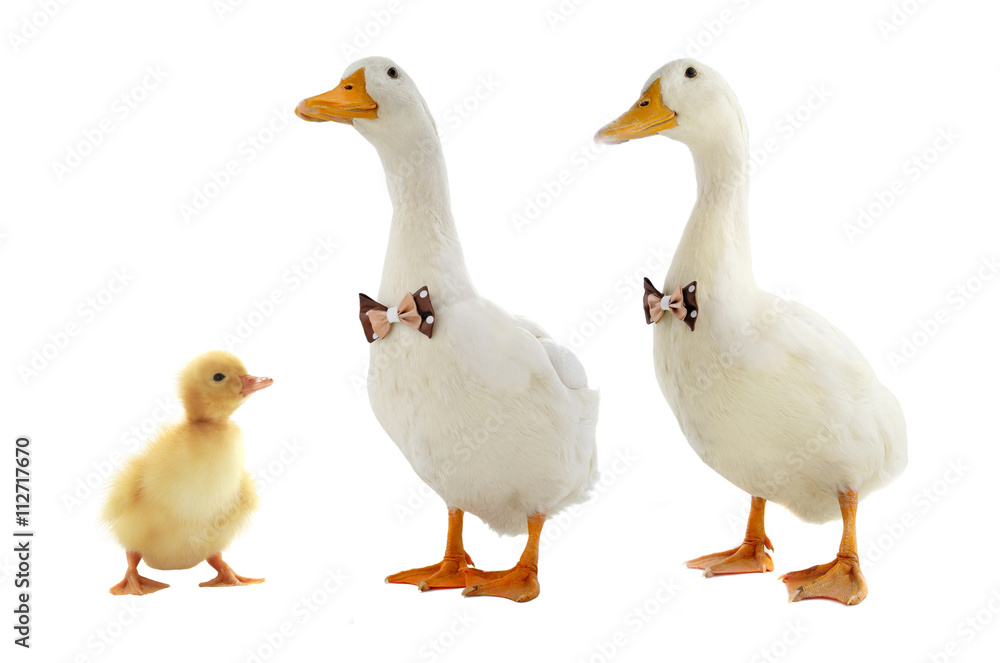 ducks ducks