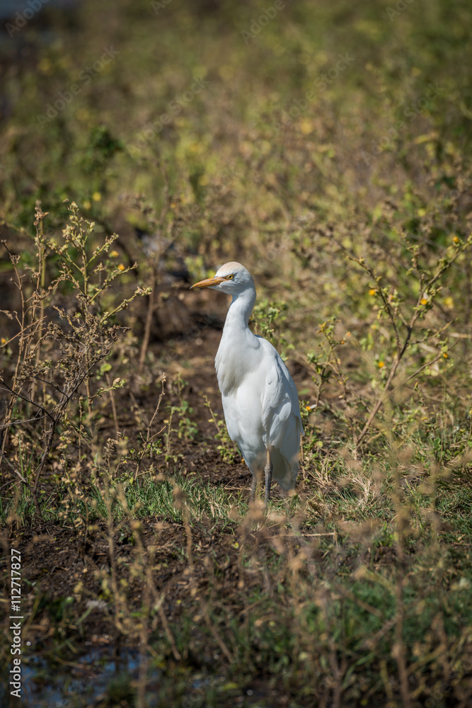 Cattle egret standing in bushes in sunshine Cattle egret standing in bushes in sunshine