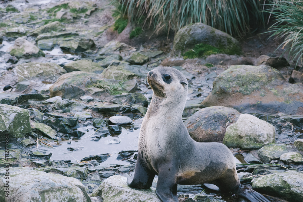 Obraz premium Baby Seal
