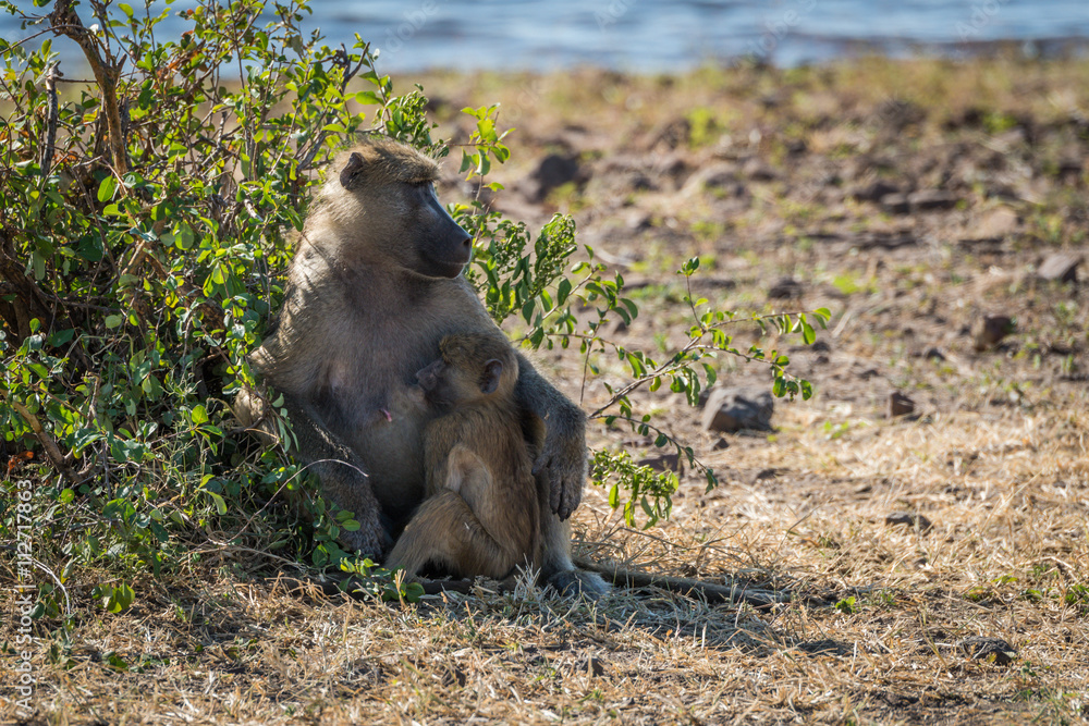 Chacma baboon mother nursing baby beside bush Chacma baboon mother nursing baby beside bush