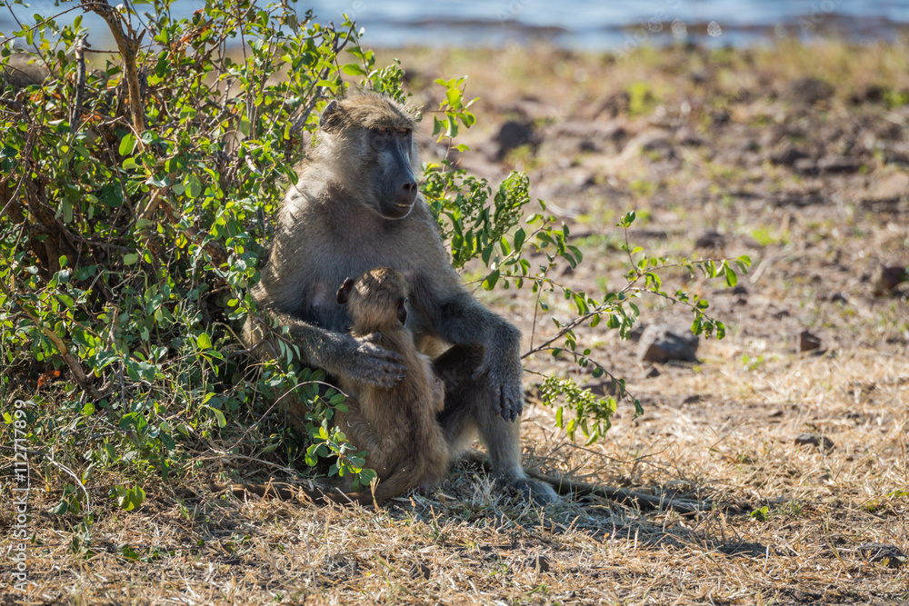 Chacma baboon mother with baby beside bush Chacma baboon mother with baby beside bush