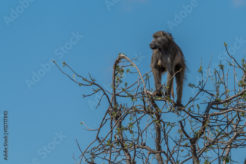 Chacma baboon in tree against blue sky photo