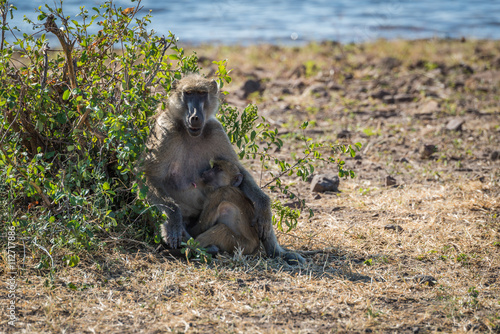 Chacma baboon mother nursing baby on riverbank photo