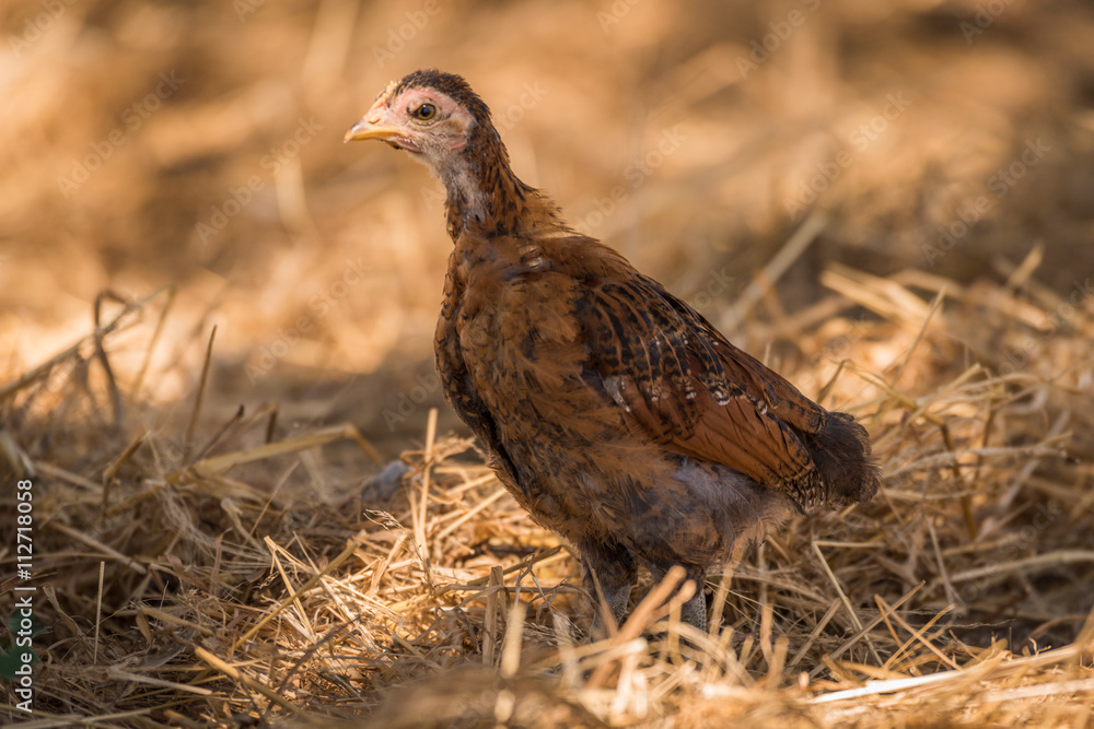 Chick in dry grass looking at camera Chick in dry grass looking at camera