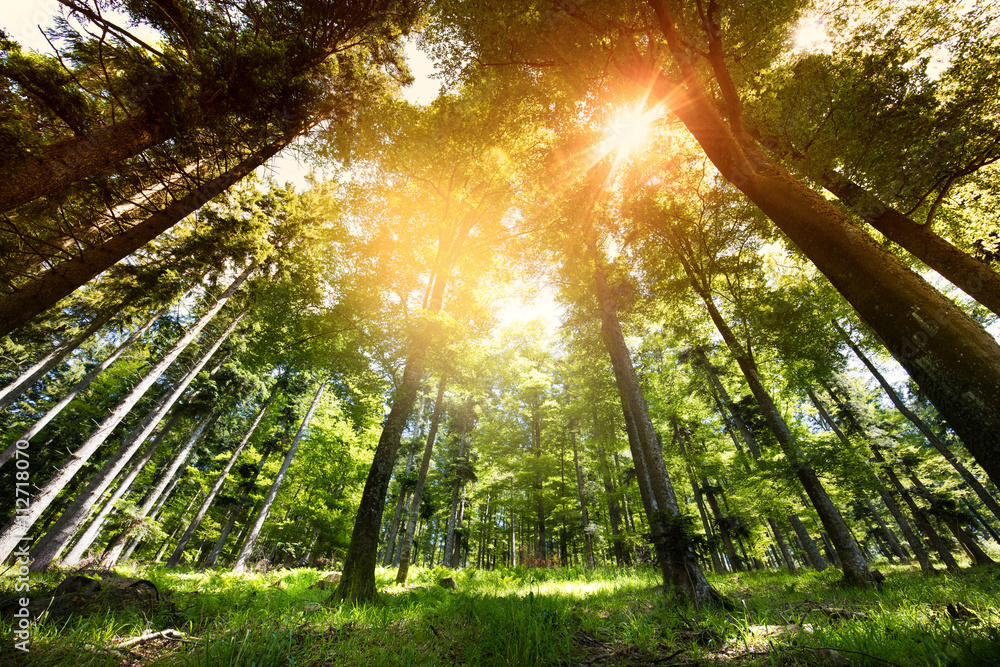 Fototapeta premium Piękny las koncepcja zasobów naturalnych