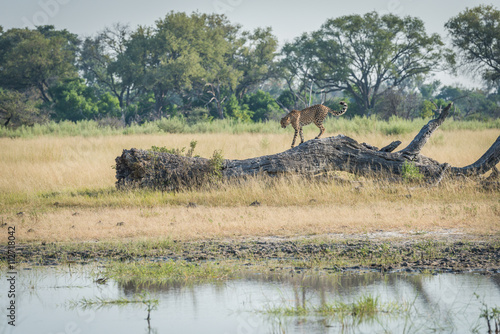 Fototapeta Naklejka Na Ścianę i Meble -  Cheetah walking along dead log beside pool
