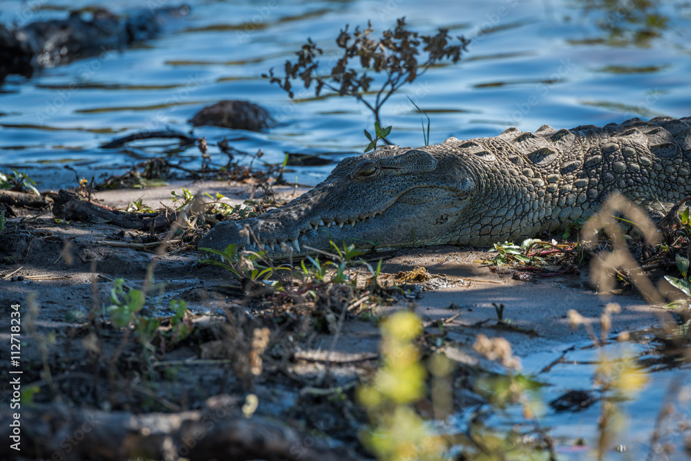 Close-up of Nile crocodile on sandy shoreline Close-up of Nile crocodile on sandy shoreline
