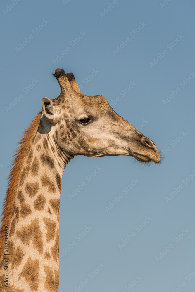 Close-up of South African giraffe in profile Close-up of South African giraffe in profile