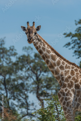 Fototapeta Naklejka Na Ścianę i Meble -  Close-up of South African giraffe among trees