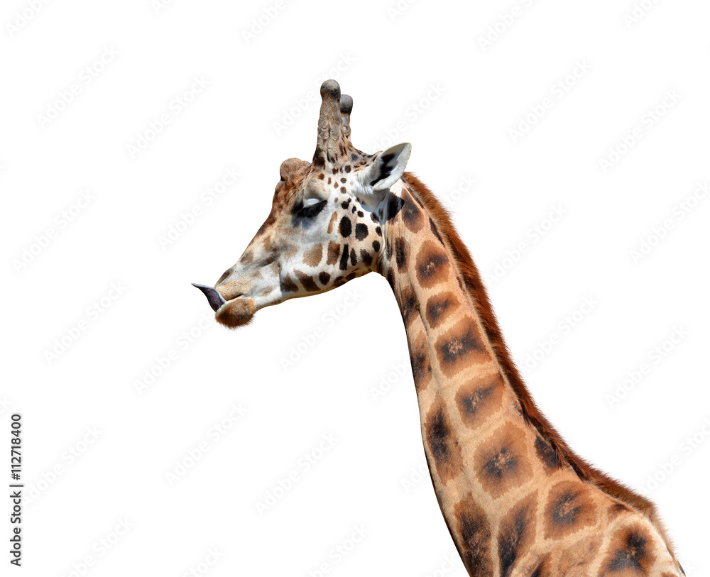 Portrait of a giraffe isolated on white background Portrait of a giraffe isolated on white background