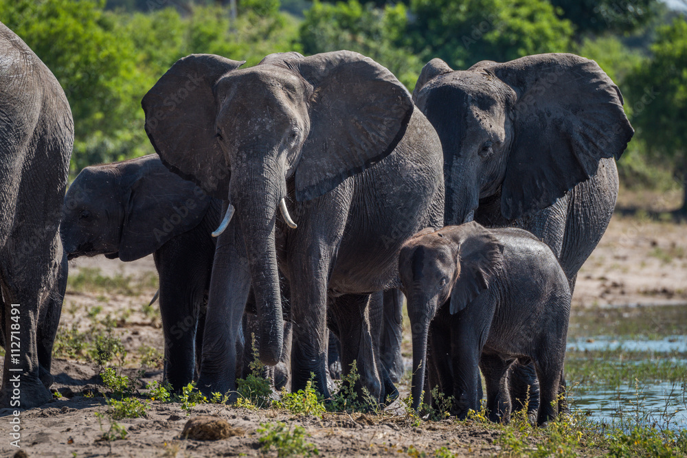 Obraz premium Close-up of elephant family walking towards camera