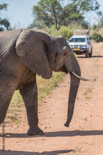 Close-up of elephant crossing track before jeep photo