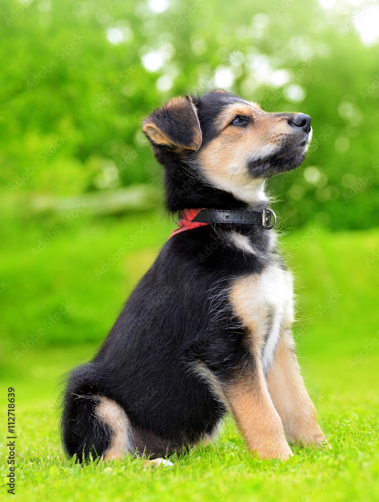 Cute puppy crossbreed dog in grass.