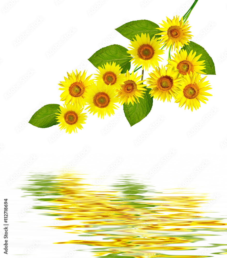 Fototapeta premium beautiful sunflower isolated on a white background