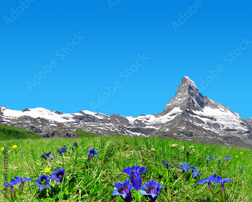 Beautiful mountain Matterhorn in the foreground blooming gentian, Pennine Alps, Switzerland