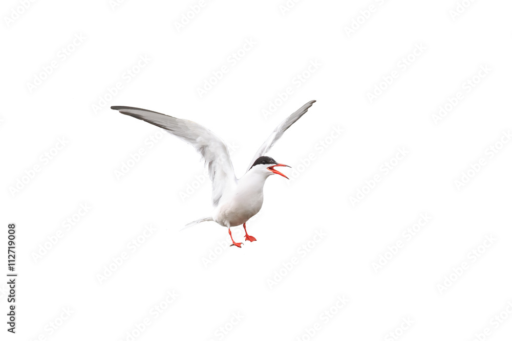 Fototapeta premium white funny sea tern spread wings on a white background