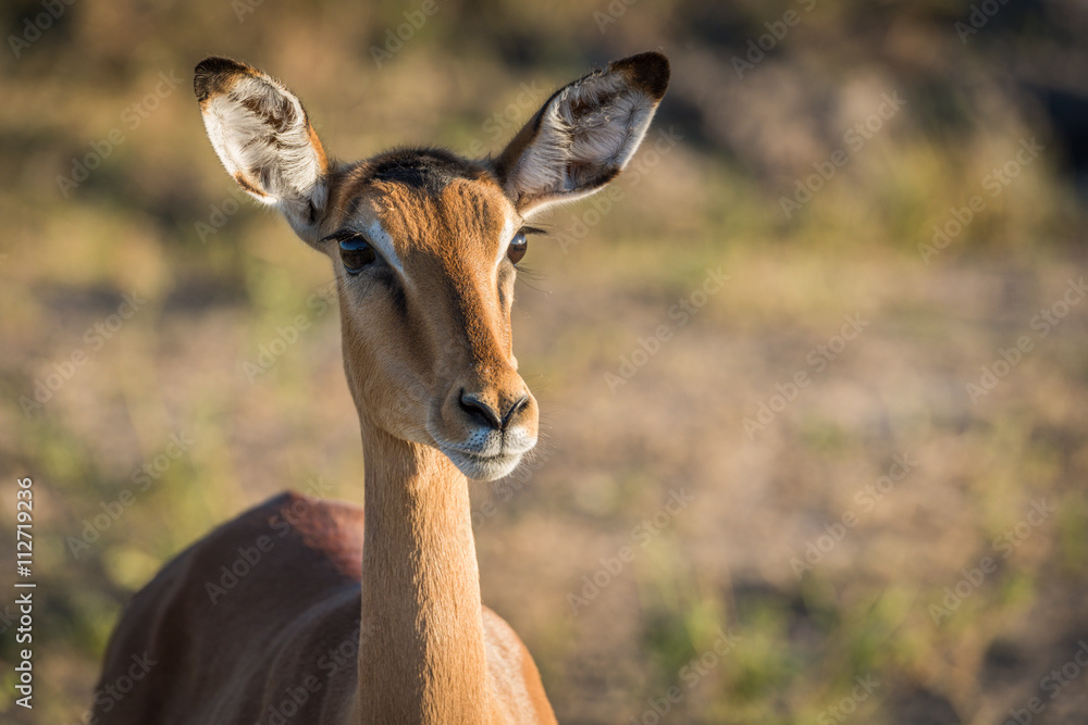 Close-up of female impala head and neck Close-up of female impala head and neck