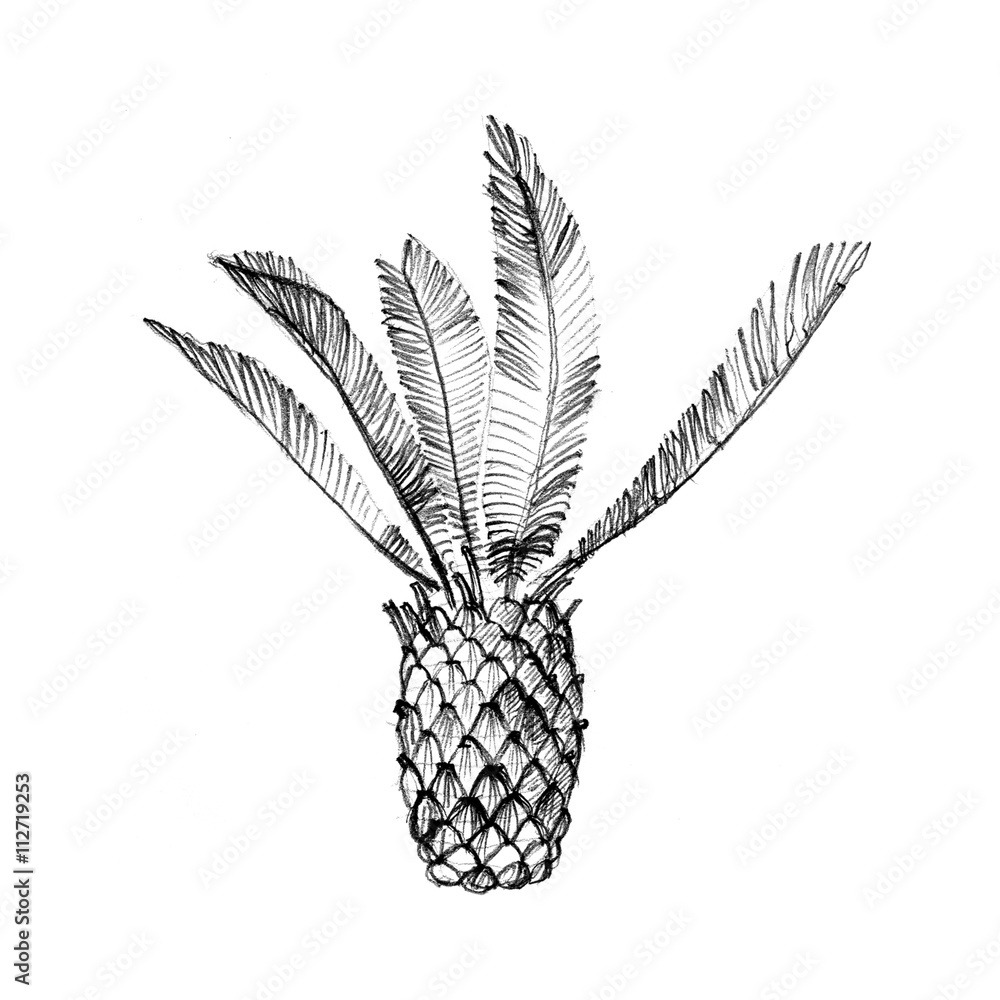 Hand drawn phoenix canariensis Hand drawn phoenix canariensis