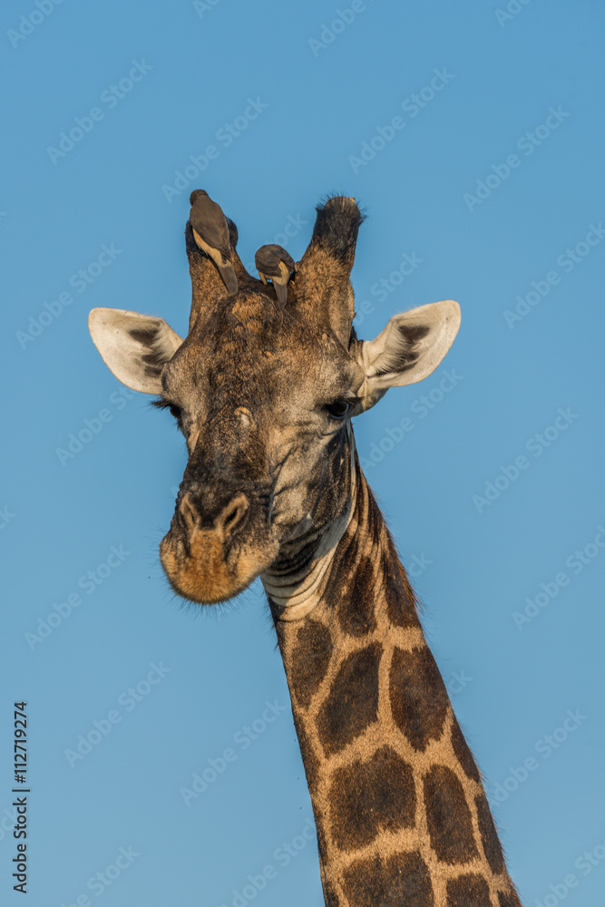 Close-up of giraffe head against blue sky Close-up of giraffe head against blue sky