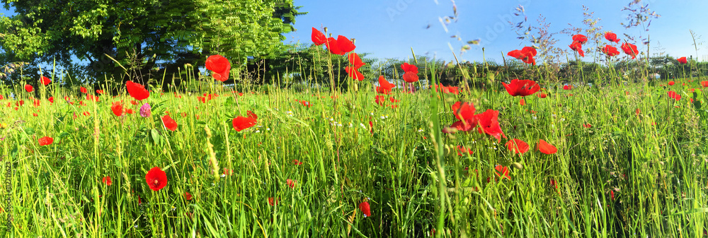 Fototapeta premium Natürliche Weise mit Mohnblumen - Panorama