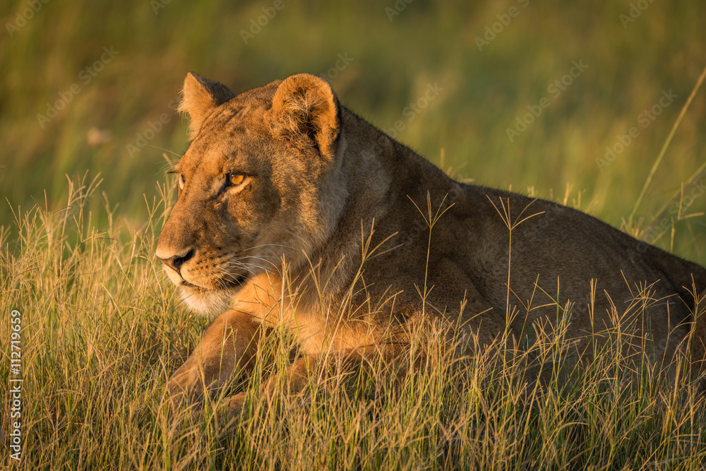 Naklejka premium Close-up of lion lying in golden light