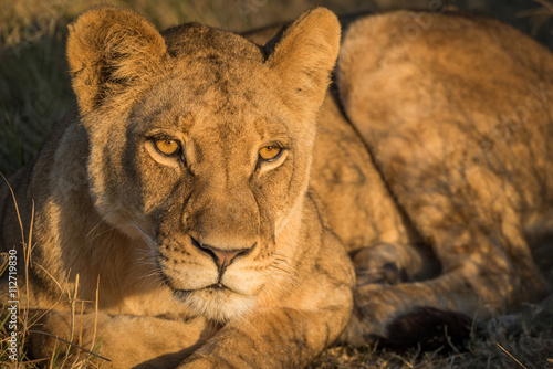 Close-up of lion resting in golden light