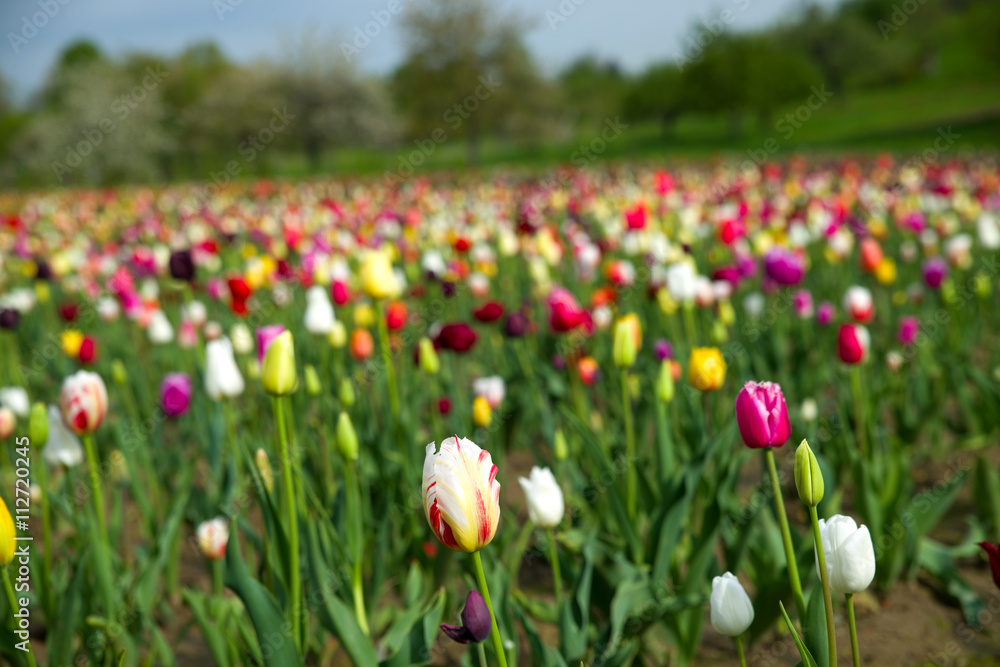 Fototapeta premium Tulpen