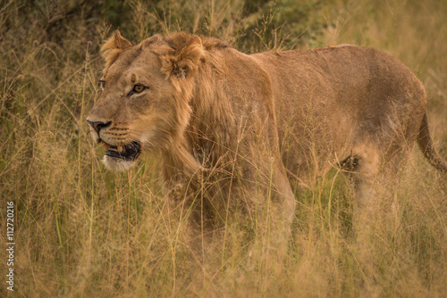 Fototapeta Naklejka Na Ścianę i Meble -  Close-up of male lion in long grass