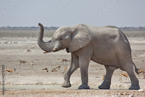 Elephant bull approaching water hole, Etosha © Leon