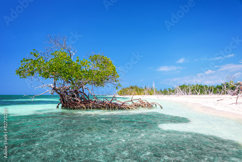 Mangrove tree on the beach of Cayo Levisa island Cuba photo