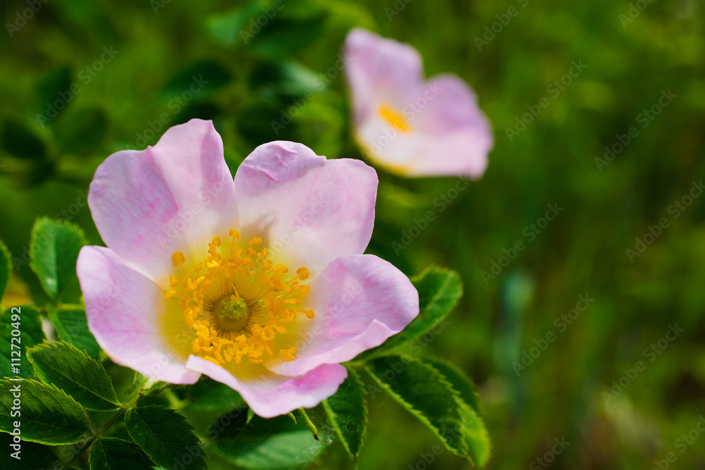 pink flowers of rose hip. soft focus pink flowers of rose hip. soft focus