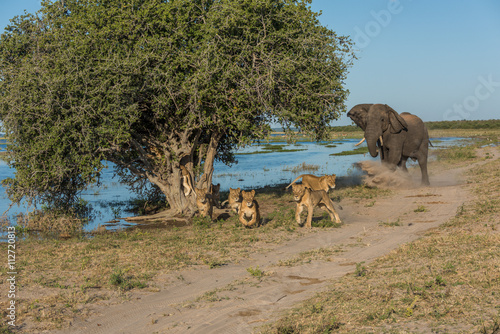 Photography Elephant chases six lions away on riverbank