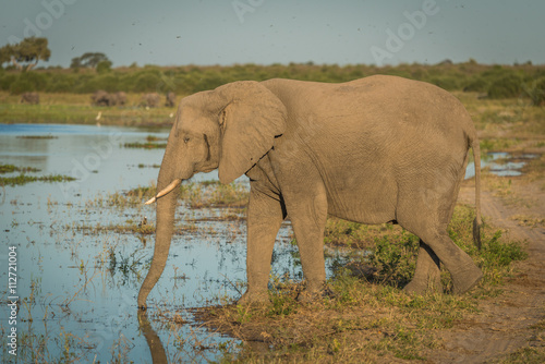 Elephant drinking from river in golden light