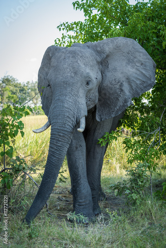 Elephant enters gap in bushes facing camera