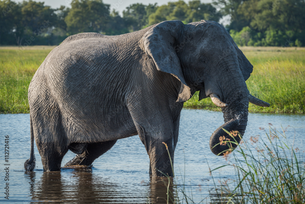 Fototapeta premium Elephant in river with dripping twisted trunk