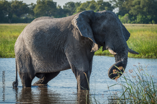 Elephant in river with dripping twisted trunk