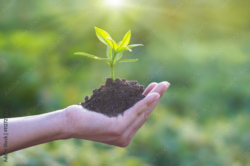 Human hand holding young plant with soil on nature background, environment concept - obrazy, fototapety, plakaty 
