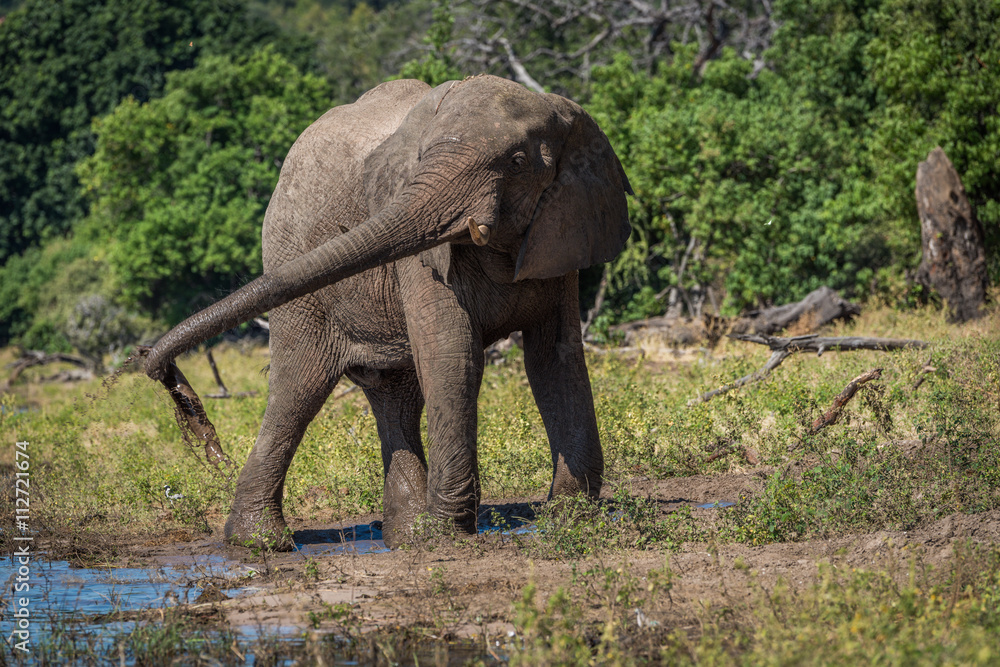 Fototapeta premium Elephant squirting mud with trunk beside river