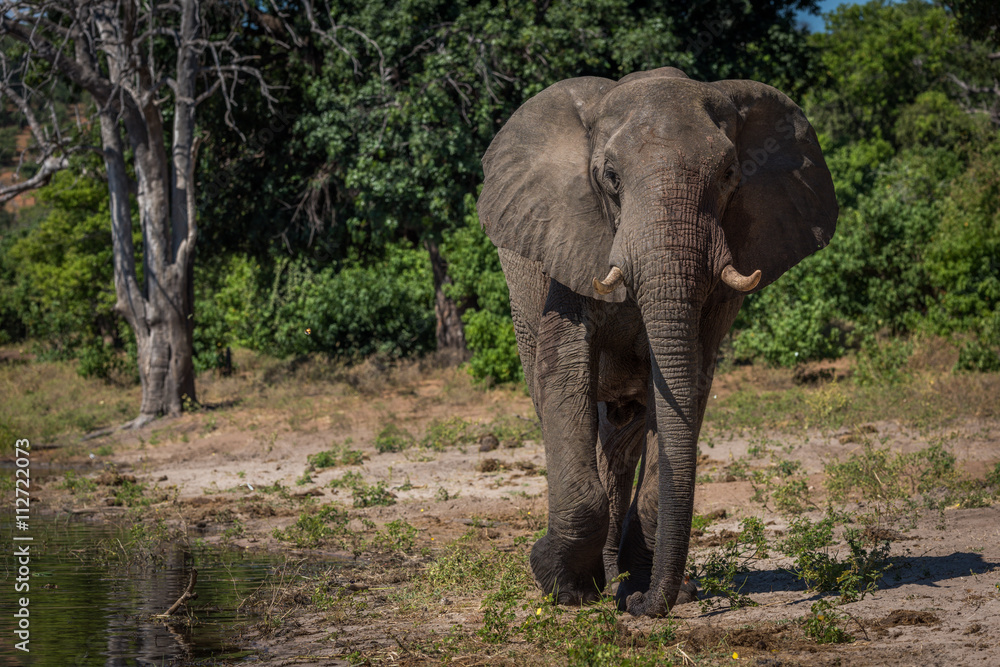 Fototapeta premium Elephant walking along wooded shoreline towards camera