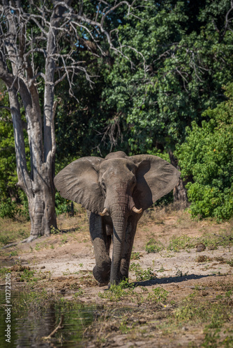 Elephant walking along wooded riverbank in sunshine