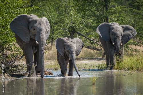 Family of elephants drinking at water hole