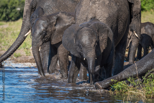 Family of elephants drinking water in shallows