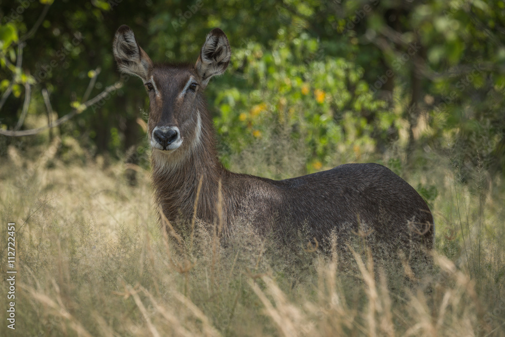 Female waterbuck in long grass facing camera Female waterbuck in long grass facing camera