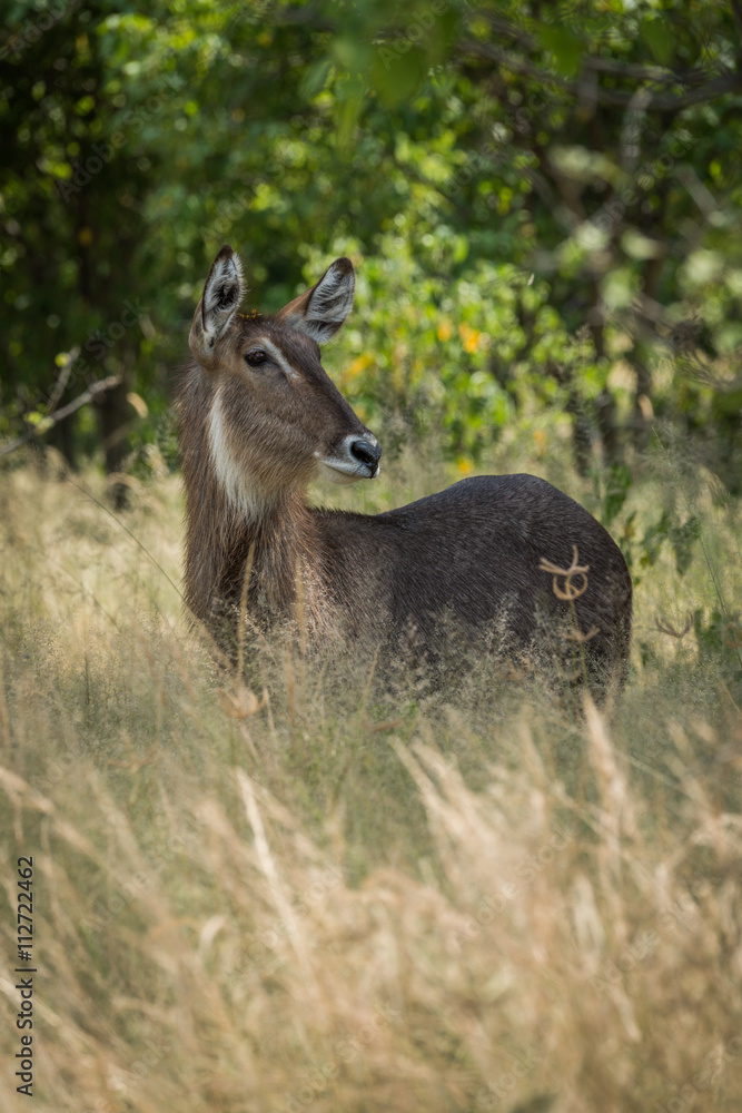Female waterbuck in long grass turning head Female waterbuck in long grass turning head