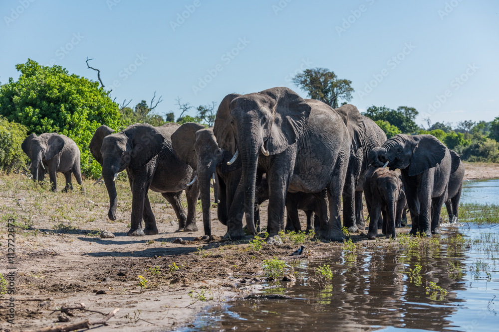Fototapeta premium Herd of elephants walking along sunny riverbank