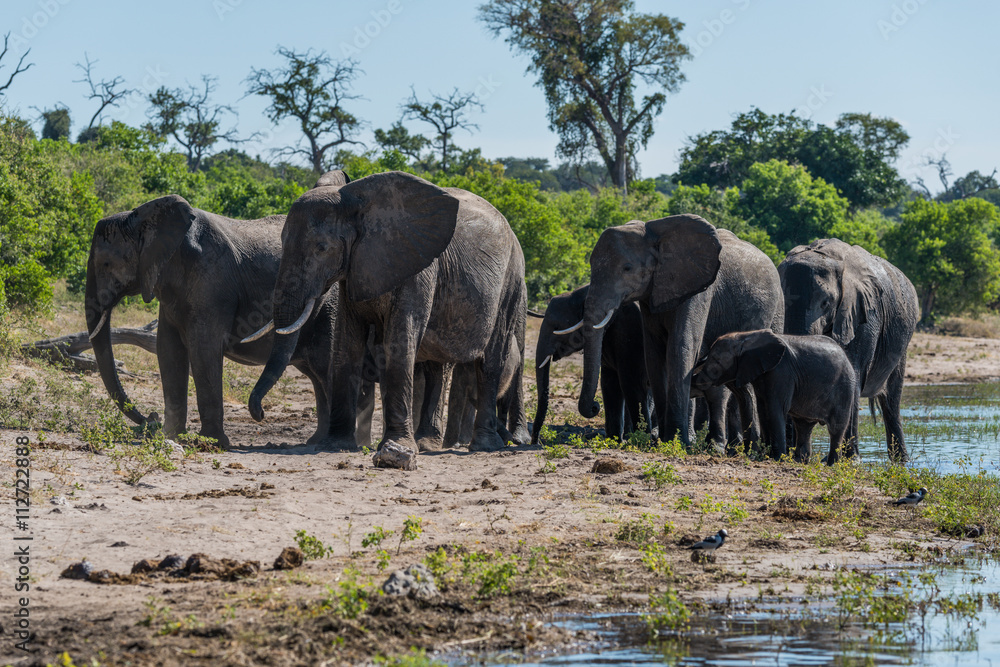 Herd of elephants walking along wooded riverbank