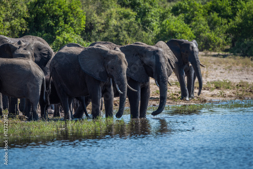 Herd of elephants drinking on wooded riverbank © Nick Dale