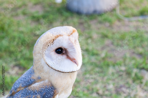 Barn Owl in a falconry stage