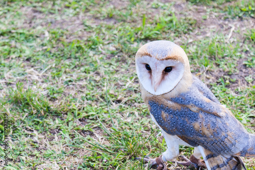 Barn Owl in a falconry stage